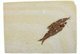 Two Detailed Fossil Fish (Knightia) - Wyoming #234204-1